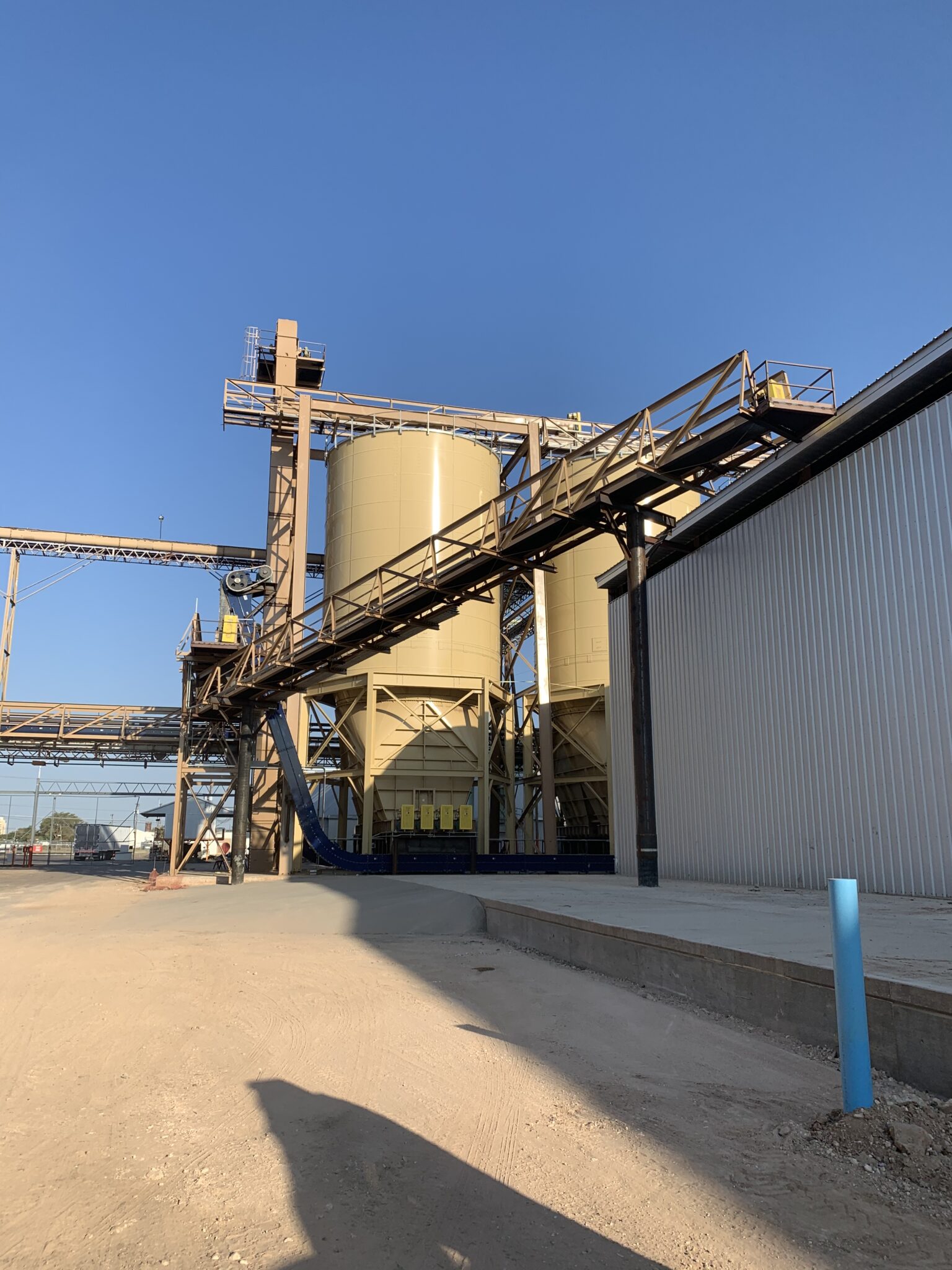 cottonseed plant