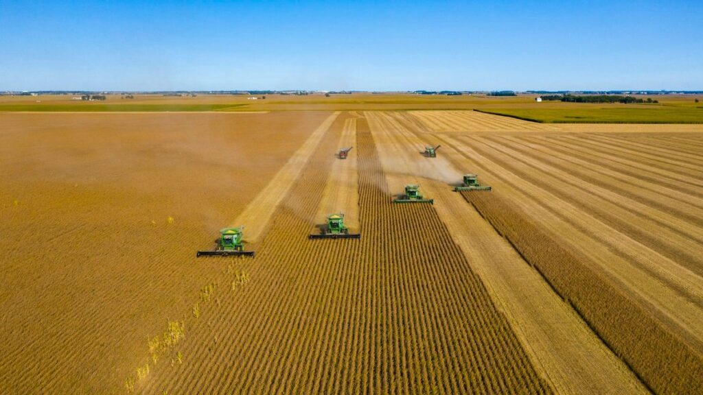 Combine harvesters working a grain field