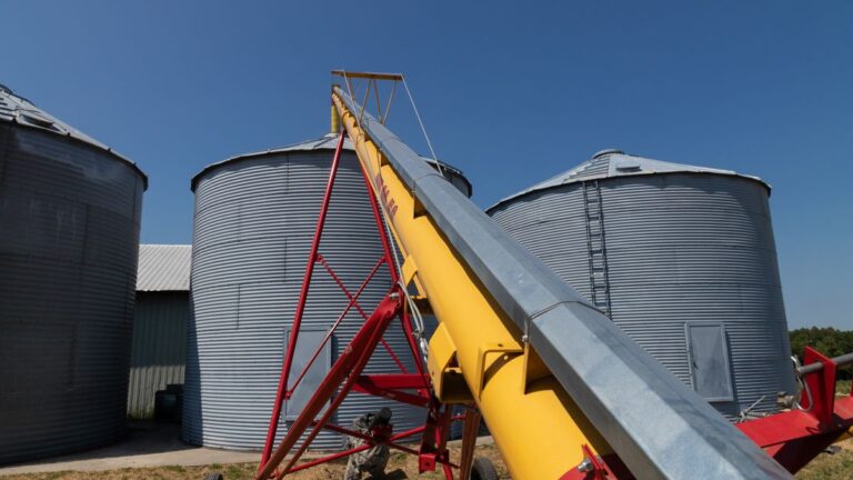 Yellow auger screw conveyor beside steel grain bins