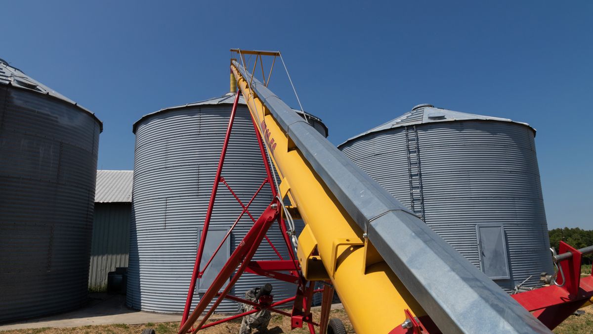 Yellow auger screw conveyor beside steel grain bins